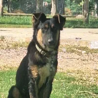 سگ ژرمن شیپر|سگ|اهواز, زرگان|دیوار