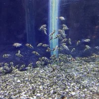 جوجه ماهی اسکار حدود صدتا|ماهی|دورود, |دیوار