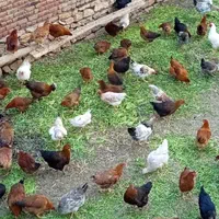 تخم مرغ نطفه دار محلی،جهت جوجه کشی و درمان|حیوانات مزرعه|تبریز, |دیوار