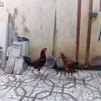 مرغ.خروس