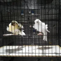 سالن پرورش قناری قدیمی رشت|پرنده|رشت, گلسار|دیوار