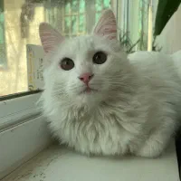 واگذاری گربه