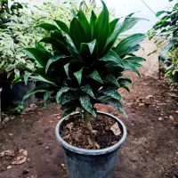 گل و گیاه|گل و گیاه طبیعی|شیرود, |دیوار