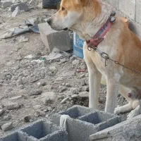 سگ  نر،سرابی اصیل جهت جفتگیری