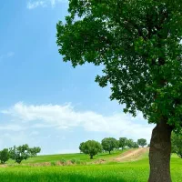 سوئیت دشت هلن