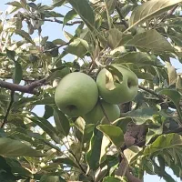 فروش سیب گلاب