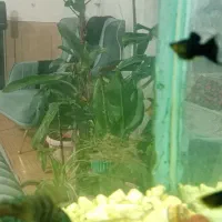 ماهی|ماهی|تربت‌حیدریه, سرمحله|دیوار