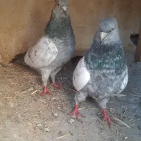 کبوتر|حیوانات مزرعه|پاکدشت, پاکدشت (مامازند)|دیوار