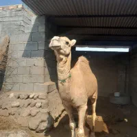شترجمازی ومجلسی|حیوانات مزرعه|میناب, |دیوار