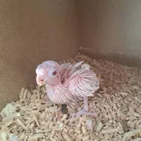 جوجه عروس هلندی|پرنده|خمینیشهر, |دیوار