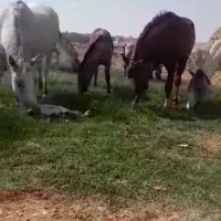 اسب و مادیون