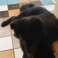 فروش یه قلاده ژرمن بلک اصیل|سگ|بابل, |دیوار