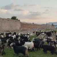 فروش بز و بیگ