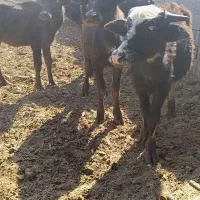 گوساله گاومیش اهوازی گاو|حیوانات مزرعه|شیراز, سعدیه جنوبی|دیوار