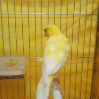 قناری نر|پرنده|اردبیل, |دیوار