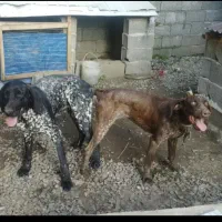 دوعددتوله شکاری ۳ ماهه نژادپوینتر|سگ|مشگین شهر, |دیوار