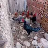 مرغلاری|حیوانات مزرعه|مینودشت, |دیوار