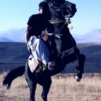 اسب کاسپین|اسب و تجهیزات اسبسواری|نجفآباد, امیرآباد|دیوار