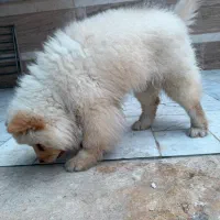 سگ چاو چاو|سگ|مشکین‌دشت, |دیوار