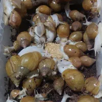 البینو