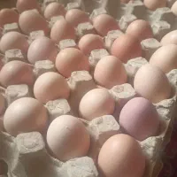 تخم مرغ گلپایگانی