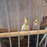 عروس هلندی|پرنده|پاکدشت, حصار امیر|دیوار