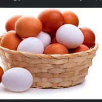 مرغ بلک استار هر روز تخم و تخم مرغ محلی رسمی خانگی