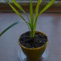 گل و گیاه