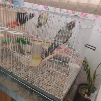 طوطی تراکوویس