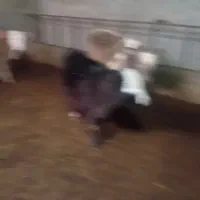 6راس سیمیتال درجه یک|حیوانات مزرعه|رامند, |دیوار