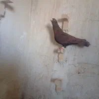 کفتر