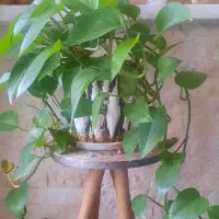 گل و گلدان