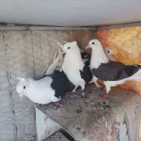 کفتر