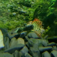 ماهی گوپی|ماهی|ملایر, |دیوار