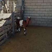 بز پاکستانی