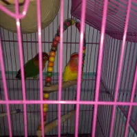 طوطی کوتوله