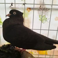 پ ر ن ده شور سی اه