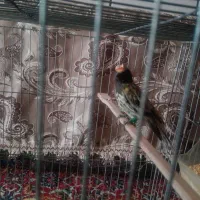 سهره خاکی و گلبسر|پرنده|کرمان, |دیوار