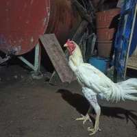 خروس لاری اصل|پرنده|حویق, |دیوار