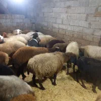 گوسفندشیرکرآبستن|حیوانات مزرعه|دابودشت, |دیوار