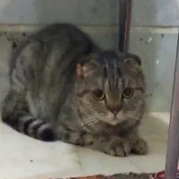 گربه اسکاتیش فولد|گربه|کرج, عظیمیه|دیوار