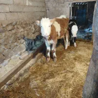 گوساله سمینتال نر