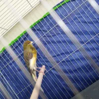 قناری ابلق نر بخون