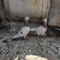 کبوتر پلاکی سرور سار و کبوتر پرشی جوجه مغلوف|پرنده|قم, ولیعصر|دیوار