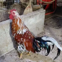 خروس چهل تاج بسیار زیبا و یک خروس محلی