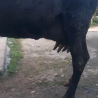 گاو جرسی جوان شیری ۲۰ کیلو شیر بدون گوساله|حیوانات مزرعه|صومعه‌سرا, |دیوار