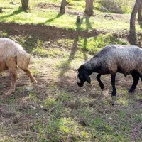 قوچ اصیل شال|حیوانات مزرعه|منجوان, |دیوار