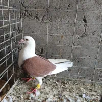 دوکت المانی