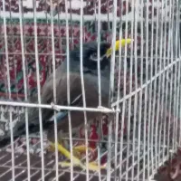 مرغ مینای سالم