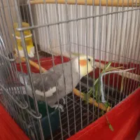 عروس هلندی نر بالغ و مست|پرنده|ملارد, |دیوار